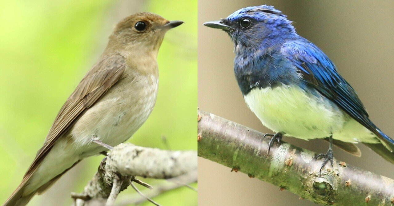 %title%lovelive_imageラブライブ！画像